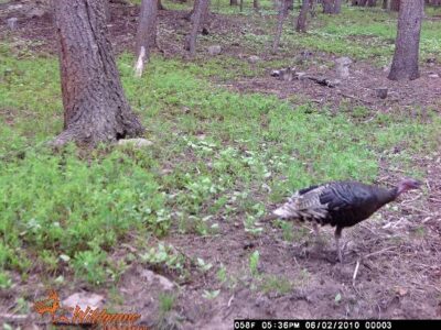 Enjoying Birds Image
